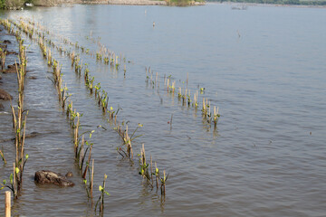 Mangrove tree seeds planted on the beach