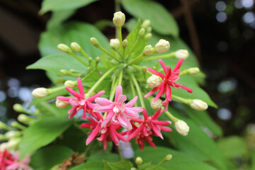 Flowers of Combretum indicum or the rangoon creeper