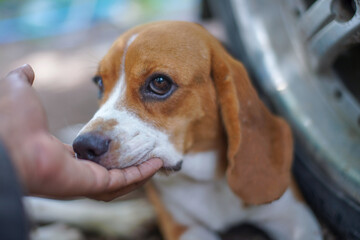 A soft touch from owner 's hand to the face of an adorable beagle dog to look her eye and face.