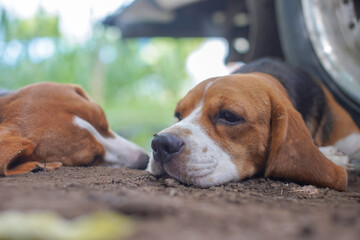 Beagle dogs lay on the ground after playing.