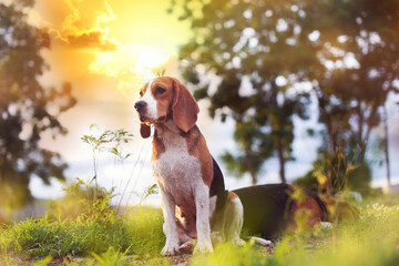 Portrait of a couple of beagle dog relaxing in a meadow