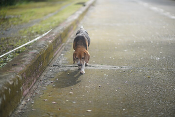 An old beagle dog is walking on the lonely road.