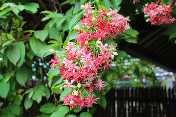 Fototapeta na wymiar Flowers of Combretum indicum or the rangoon creeper