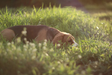 A cute beagle dog lay down on the green grass outdoor.