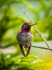 Fototapeta na wymiar Anna's Hummingbird perched in a neighborhood tree in the San Francisco Bay Area