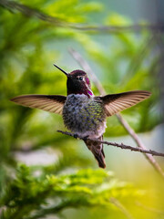 Anna's Hummingbird perched in a neighborhood tree in the San Francisco Bay Area