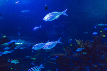 Fototapeta na wymiar school of fishes