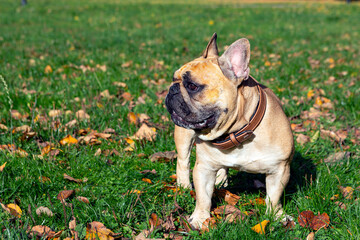 French bulldog playing on a green field