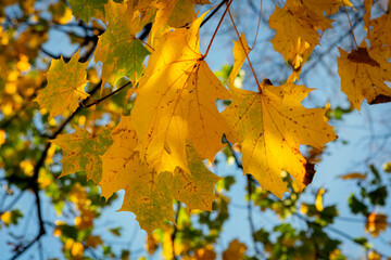 Maple leaves in transition from green to yellow.