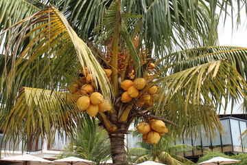 Malayan yellow dwarf coconuts tree, tree bearing fruits