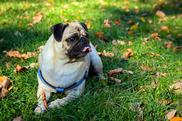 Funny young pug gnaws on a stick. Close-up.