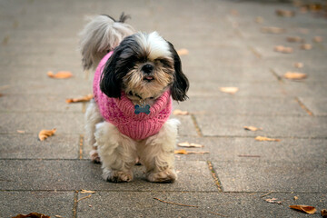 Funny Shih Tzu dog in a pink sweater
walk in the autumn park