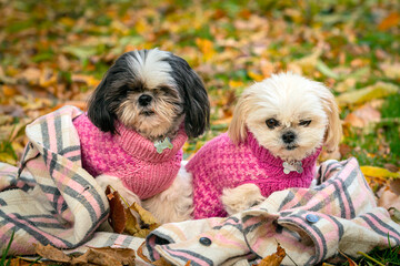Two Shih Tzu dogs in pink sweaters
walk in the autumn park