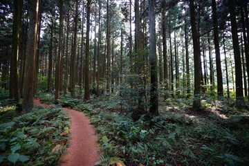 Obraz premium footpath in the woods