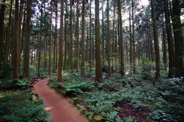 pathway through cedar forest