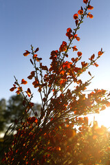 Cytisus scoparius spring blooming bush with red/ yellow blossom