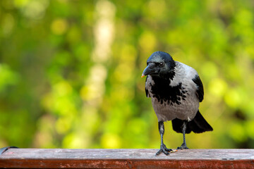 Hooded Crow - close-up against the background of a green forest