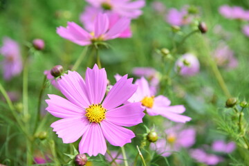 秋桜