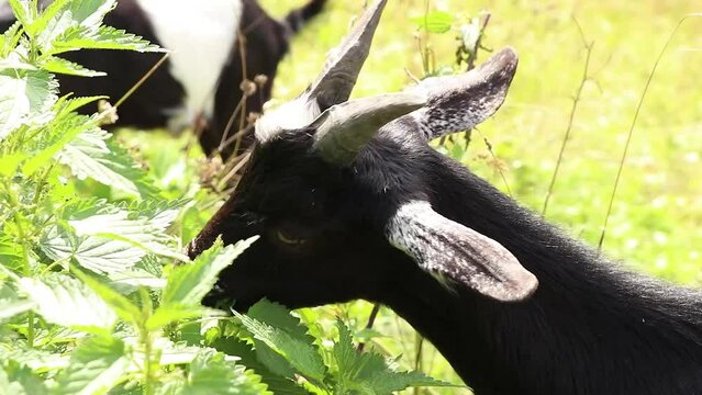 Carpathian goat eats grass on a hill in the mountains in Ukraine, goat black and white, Carpathians