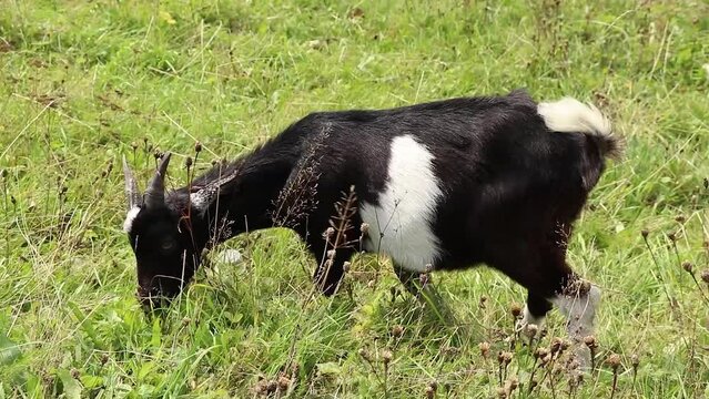 Carpathian goat eats grass on a hill in the mountains in Ukraine, goat black and white, Carpathians