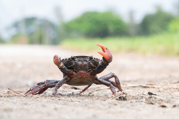 Ricefield crab or Somanniathelphusa . Asian amphibians that are common to the fields.