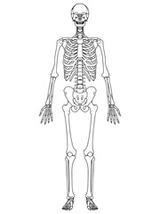 3d rendered medically accurate illustration of a human skeleton. Transparent background.