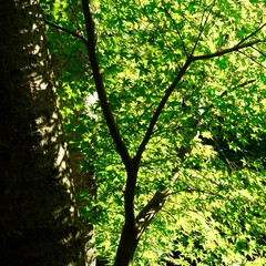 Fototapeta na wymiar 太陽の光に映える木の葉の緑　緑の背景