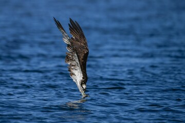 Osprey bird diving on the water's surface to catch a fish