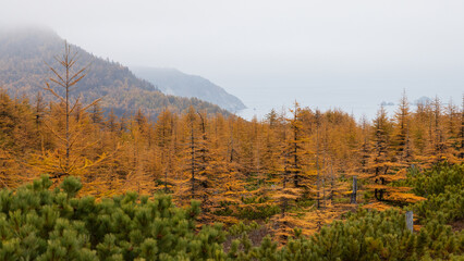 Beautiful autumn landscape. Panorama of larch forest on the sea coast. View of larch trees and mountains. Overcast weather. Northern nature. Magadan region, Siberia, Russia. Blurred foreground.