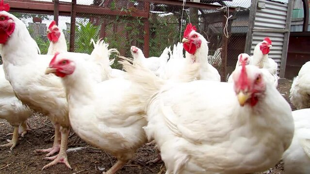 Meat breed of chickens. Beautiful white chicken close-up.