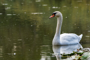 White swan on the lake. Swan on the lake. Swan on the water