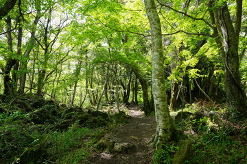 fascinating spring forest with path