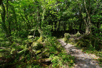 Obraz premium mossy trees and mossy rocks in wild forest