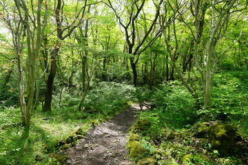 fresh green forest in the gleaming sunlight