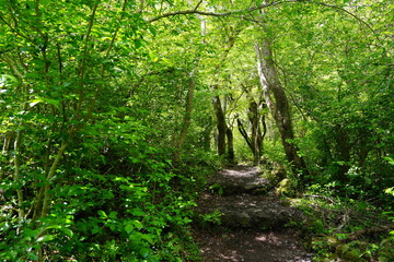 Fototapeta na wymiar fascinating spring forest with path