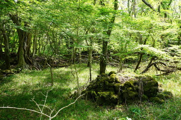 mossy rocks and old trees in the sunny forest