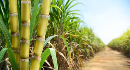Foto op Canvas  Sugar cane stalks with sugar cane plantation background. © Paitoon