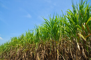 Sugar cane plantation with blue sky background.
