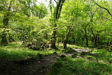 Obraz premium mossy rocks and old trees in the sunny forest