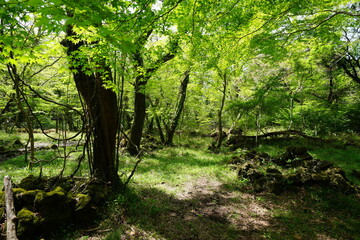 mossy rocks and old trees in the sunny forest