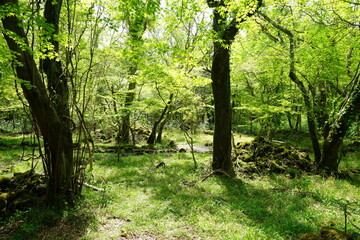 mossy rocks and old trees in the sunny forest
