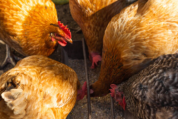 Hungry hens eating birdseed from birdfeeder in a closed outdoor aviary. Chickens breed Brown Nick and Plymouth Rock.