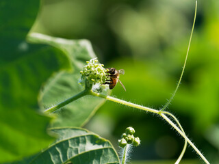 お仕事中のミツバチ