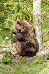 Fototapeta na wymiar Braunbär putzt sich