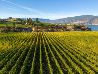 Fototapeta na wymiar Naramata Bench Winery Vineyard Penticton Okanagan Valley