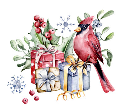 Christmas card design. Watercolor illustration. Cardinal bird, gift, holly on white background. Hand painting winter holidays compositions.