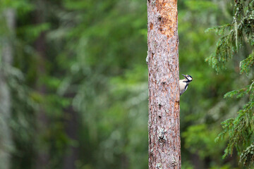 Great Spotted Woodpecker on the side of a European pine tree in Kuhmo, Finland, Europe