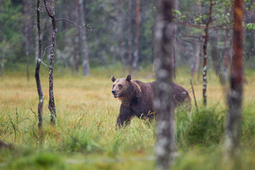 Obraz na płótnie Canvas European Brown bear or Grizzly walks across the grasslands of Kuhmo Finland, Europe