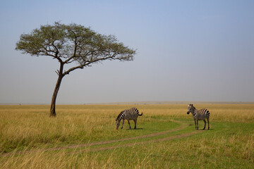 Fototapeta na wymiar Burchell's Zebra pair grazing in the savannah grasslands in the Masai Mara, Kenya