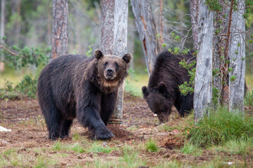 Fototapeta na wymiar European Brown bear or Grizzly walks across the grasslands of Kuhmo Finland, Europe